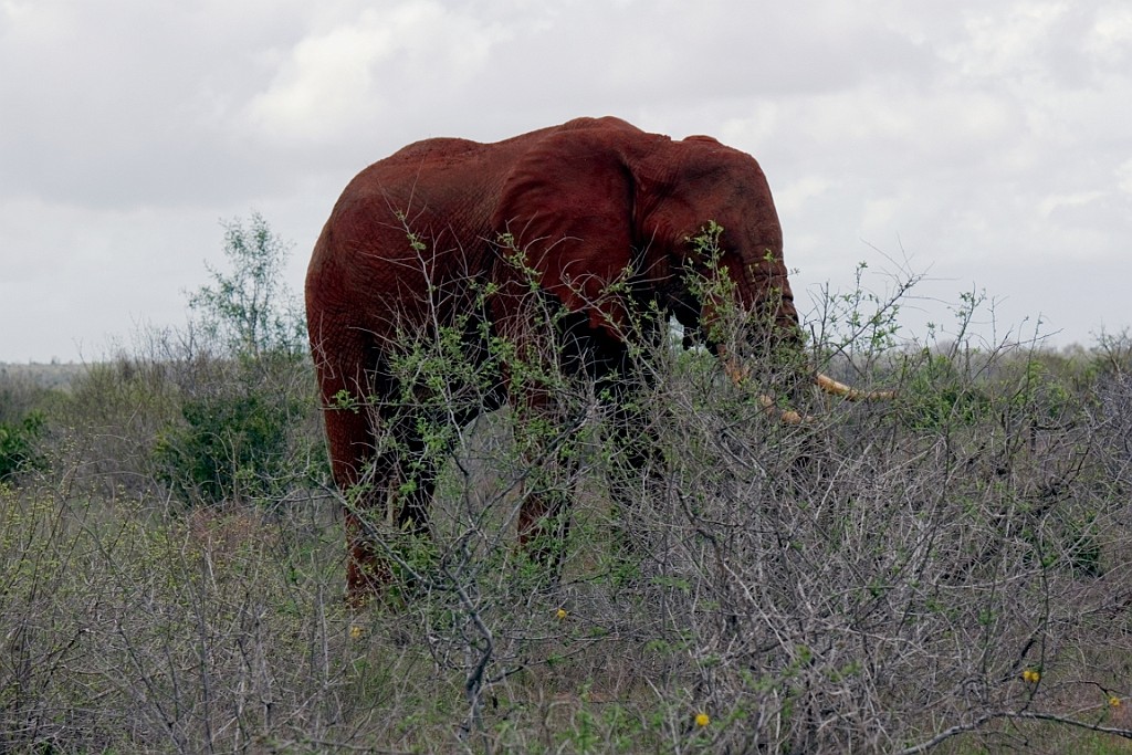 Kenia (459).jpg